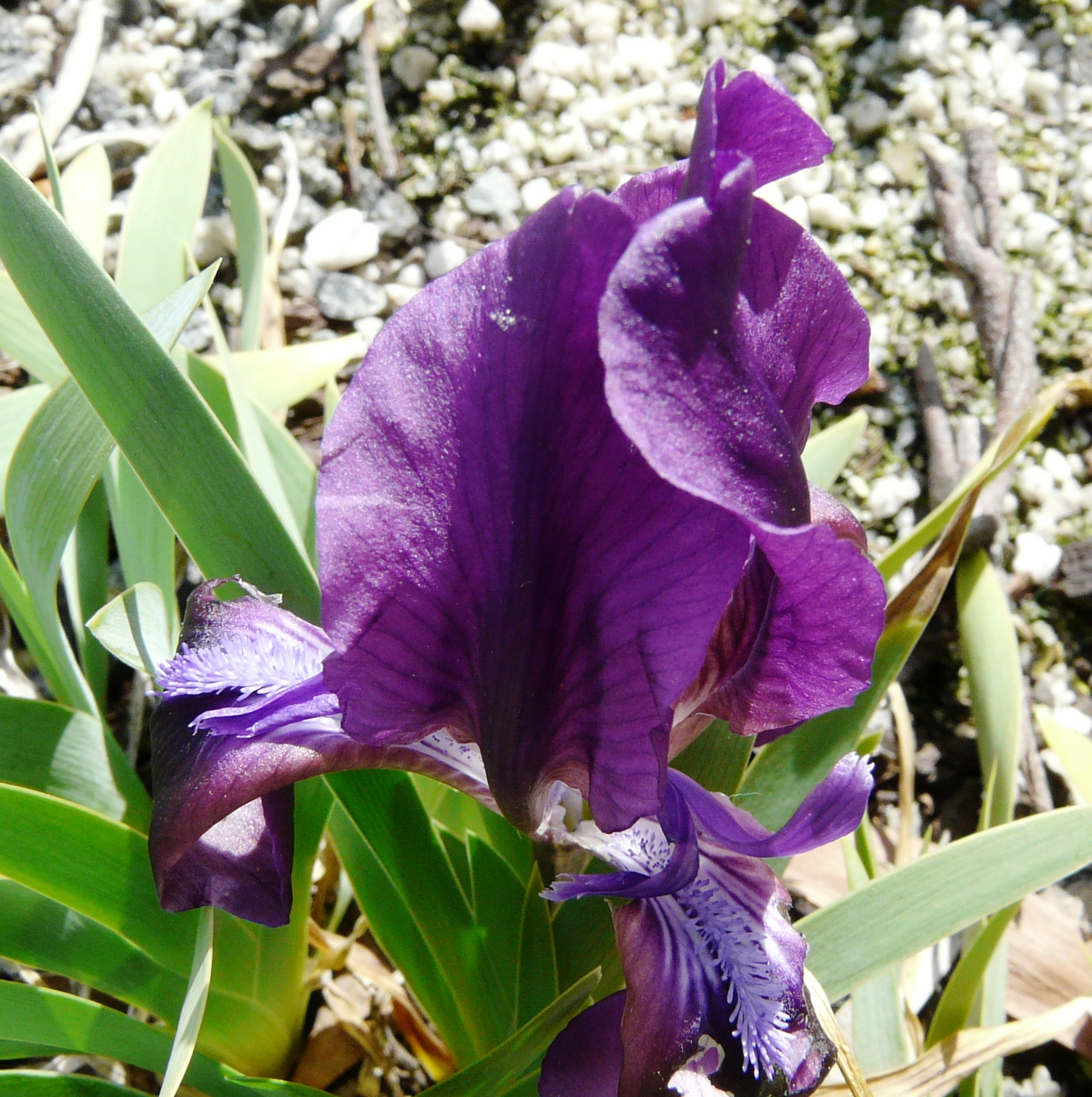 Iris attica ‘Purple-Violet Forms’ - Hill View Rare Plants